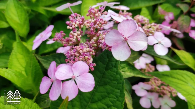Hydrangea serrata   'Bluebird'
